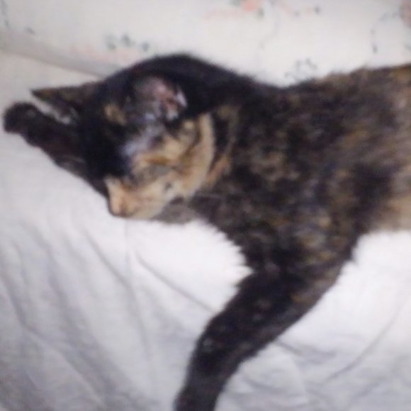 🙀CHEROKEE'S FERAL HAVEN🐕 - Picture 8 of 11